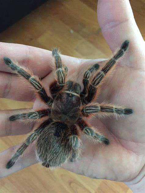 How to Care for Your Chilean Rose Hair Tarantula - Allan's Pet Center