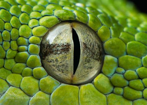 Photograph Snake Eye II by Henrik Vind on 500px