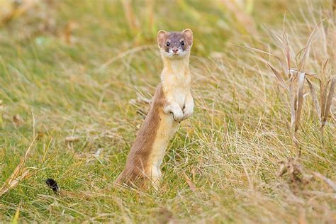 Fun Facts: Weasels and Fishers — Edmonton & Area Land Trust