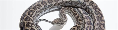 Coastal Carpet Python - Morelia spilota mcdowelli