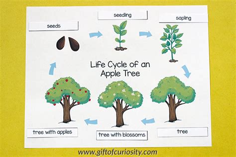 Apple Tree Life Cycle {printables} - Gift of Curiosity