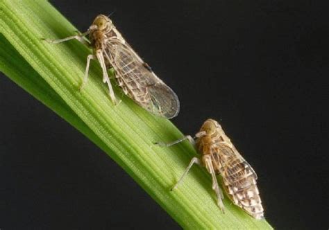 Don't let the brown planthopper affect your yield | Syngenta