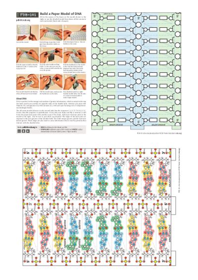 Dna Structure Model Paper