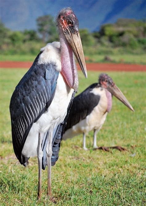 Marabou stork nightmare. This has got to be the ugliest species of bird on the planet. : r ...