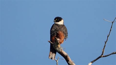 Bat Falcon | MarkEisingBirding