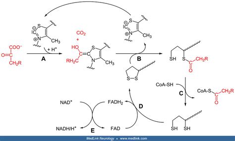 Alpha-ketoglutarate dehydrogenase deficiency | MedLink Neurology