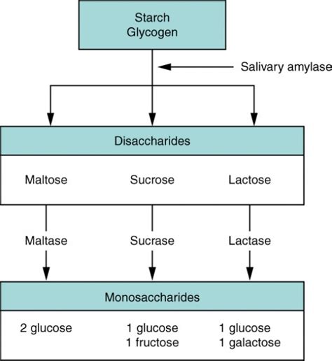 Chemical Digestion and Absorption: A Closer Look | Anatomy and Physiology II