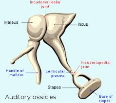 Ossicles