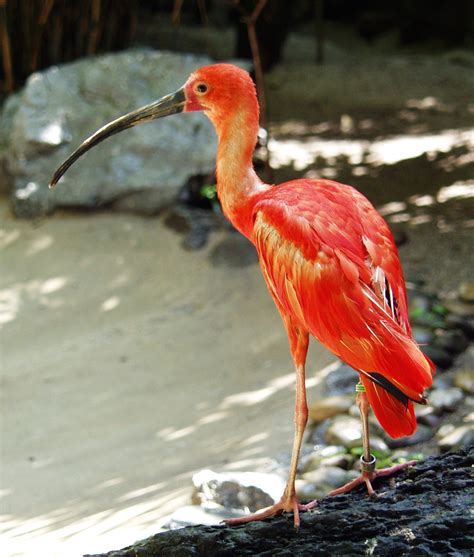 The Scarlet Ibis - Red Photo (11660668) - Fanpop