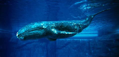 Twenty-Year Anniversary Of Epic SeaWorld Gray Whale Rescue