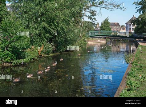 Thetford river, view in summer of ducks on the Little Ouse River in the ...