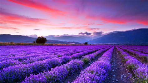 Free download lavender fields wallpaper [1366x768] for your Desktop, Mobile & Tablet | Explore ...