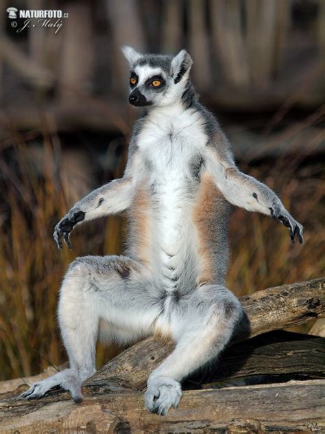 Lemur catta Pictures, Ring-tailed lemur Images, Nature Wildlife Photos | NaturePhoto