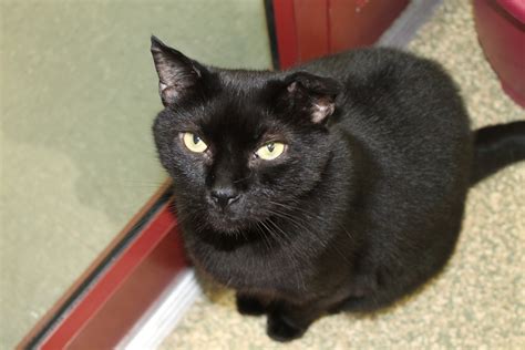 Animal Talk Pet of the Week: Merlin | Warwick Beacon