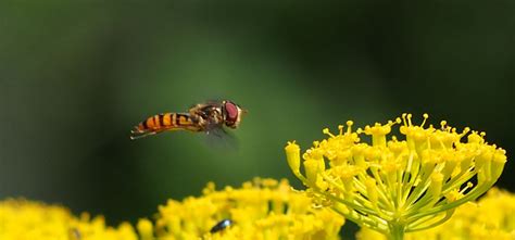 Hoverfly - Pest Identification for Vegetable Gardens