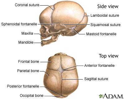 Skull of a newborn: MedlinePlus Medical Encyclopedia Image