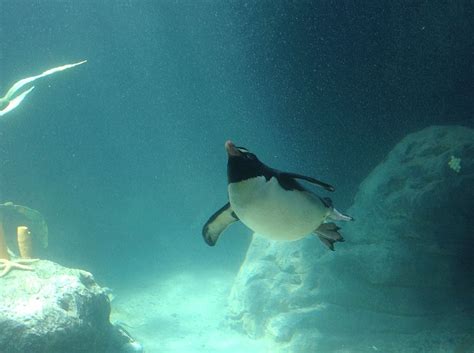 Penguin at taronga zoo Cute Penguins, Zoo, Whale, Wings, Animals, Whales, Animales, Animaux, Animal