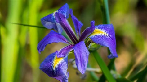 National Flower Of France Iris | Best Flower Site