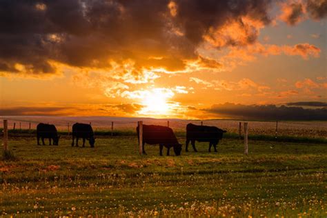 5,271 BEST Cattle Ranch Sunset IMAGES, STOCK PHOTOS & VECTORS | Adobe Stock