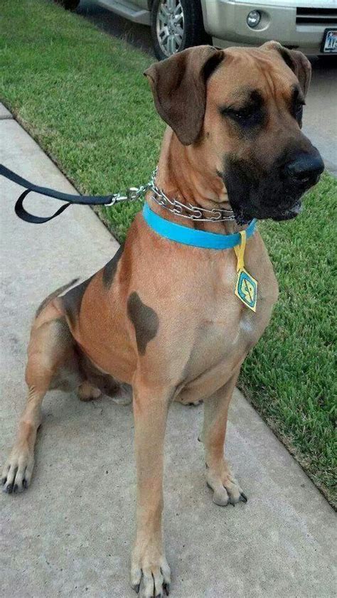 What breed of dog was Scooby Doo? : NoStupidQuestions