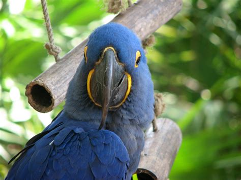 Adventure Lounge: Hyacinth Macaw