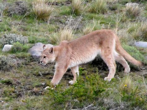 Puma, Torres del Paine | Terra Incognita Ecotours