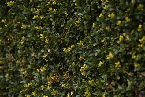 Hedge of Japanese holly. stock photo. Image of hedging - 241354550