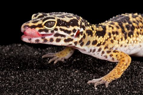 Leopard Gecko Eublepharis Macularius Photograph by David Kenny - Pixels