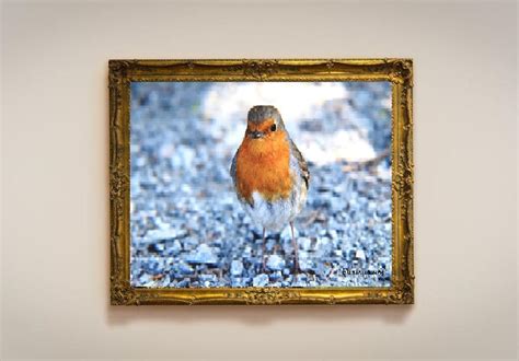 Robin Print Wildlife Print Nature Photograph Color - Etsy