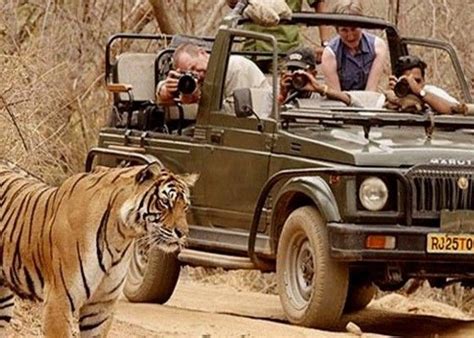 Jeep Ride In Jungle Safari | Wildlife safari, Wildlife tour, Wildlife travel