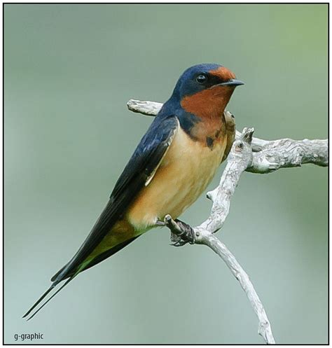 Barn Swallow Splendor | BirdNote