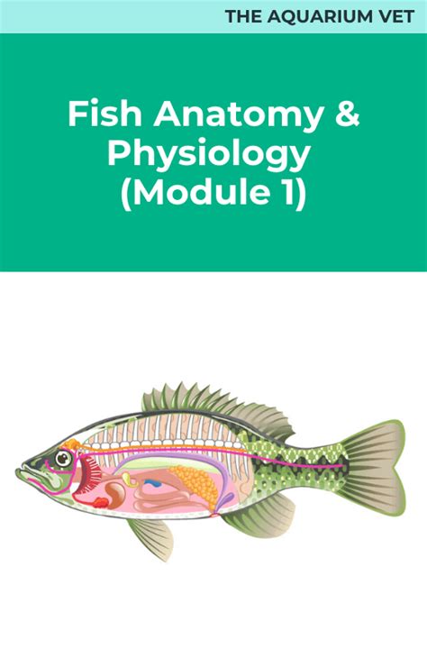 Fish Anatomy and Physiology (Module 1) – Vetacademy