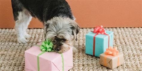 The 8 Best Subscription Boxes for Your Dog