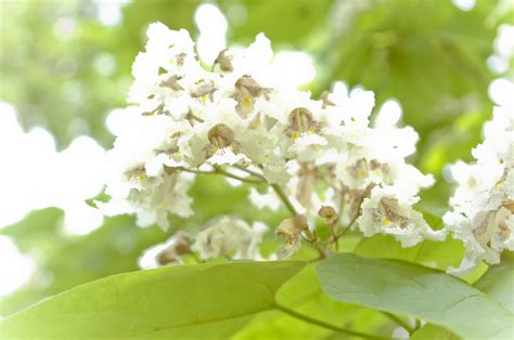 Catalpa Flowers 1 Free Stock Photo - Public Domain Pictures