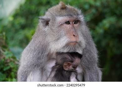 9,165 Caring Mother Monkey Images, Stock Photos & Vectors | Shutterstock