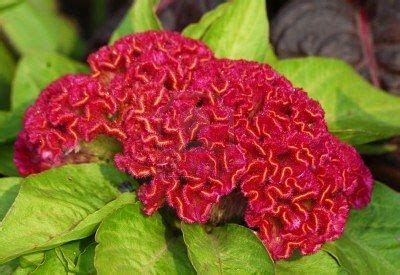 coxcomb | Coxcomb flowers, Flower seeds, Flowers