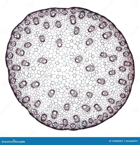 Microscopic Cross Section Cut of a Plant Stem Under the Microscope Stock Image - Image of cell ...