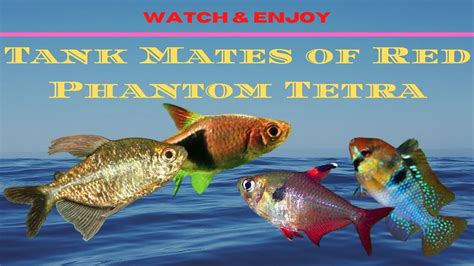 10 Best Red phantom Tetra (Hyphessobrycon sweglesi) Tank Mates - YouTube