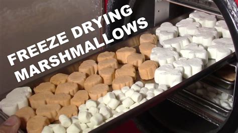 Freeze Drying Marshmallows - YouTube