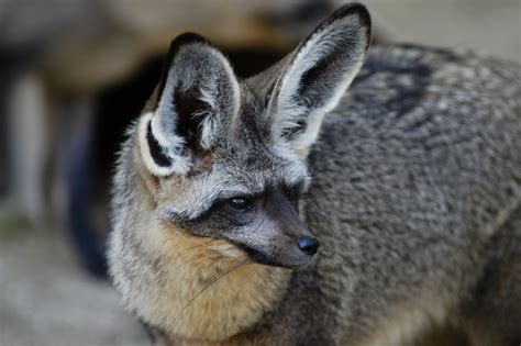 a close up of a small animal on a dirt ground