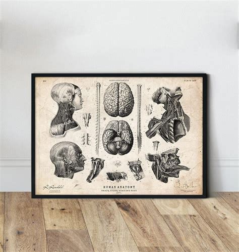 Brain anatomy art - Codex Anatomicus