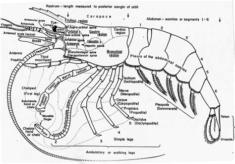 The Vetter Family: Shrimp Anatomy