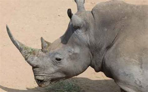 Rhino horns worth $5,2m stolen