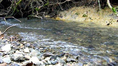 Wild Coho Salmon Spawning in Green Valley Creek. Part 3 - YouTube