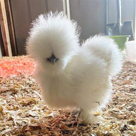 Buy Black Silkie Bantam For Sale | #1 Trusted Vendor