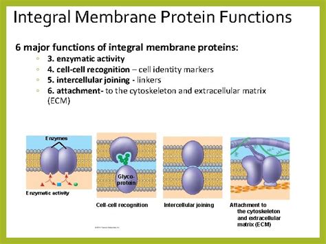 Cell MembranePlasma Membrane plasma membrane is the boundary