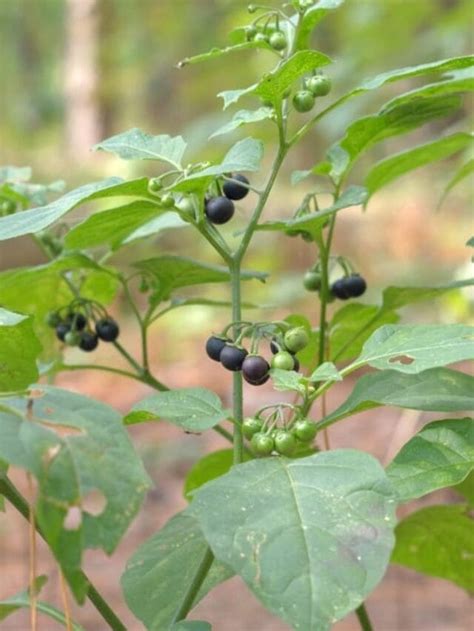 From Fear to Feast: The Truth About Edible Black Nightshade Berries