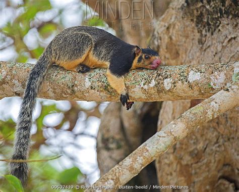 Grizzled Giant Squirrel stock photo - Minden Pictures