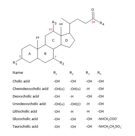 Bile salts: definition, function, synthesis from cholesterol