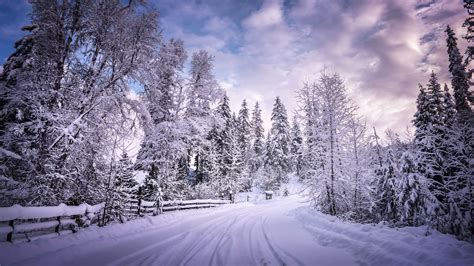 Snow Trees Road HD Wallpapers - Wallpaper Cave